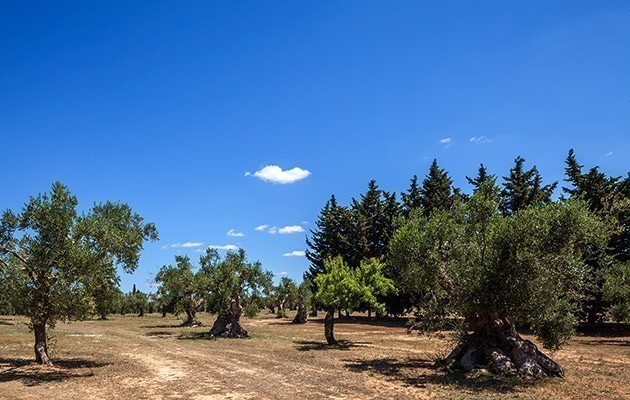 Tenuta Monticelli - Bio Relais